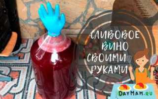 Простые рецепты вина из слив – как сделать вкусный напиток в домашних условиях