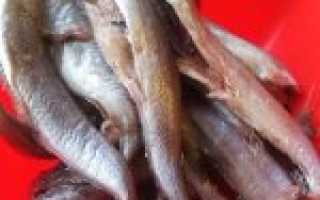 Как приготовить вкусные котлеты из путассу. Котлеты из путассу с костями и кожей — это источник здоровья для вас и ваших детей. Полезные свойства путассу